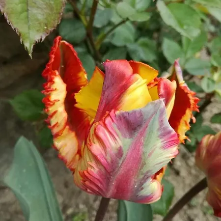 Casale Monte Valestra 4* Bebbio