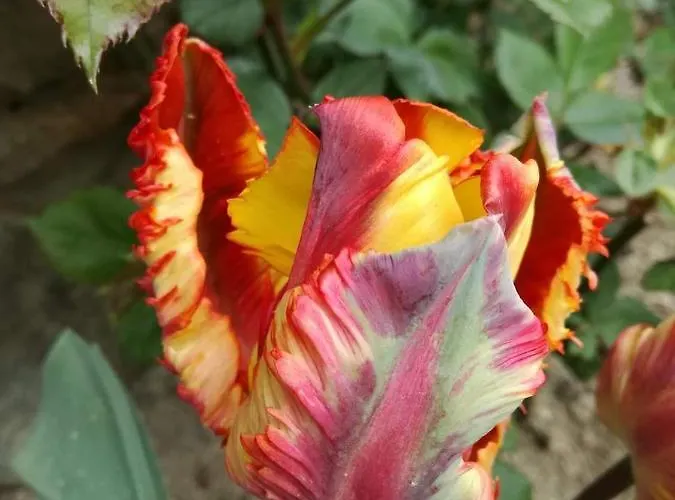 Casale Monte Valestra 4* Bebbio